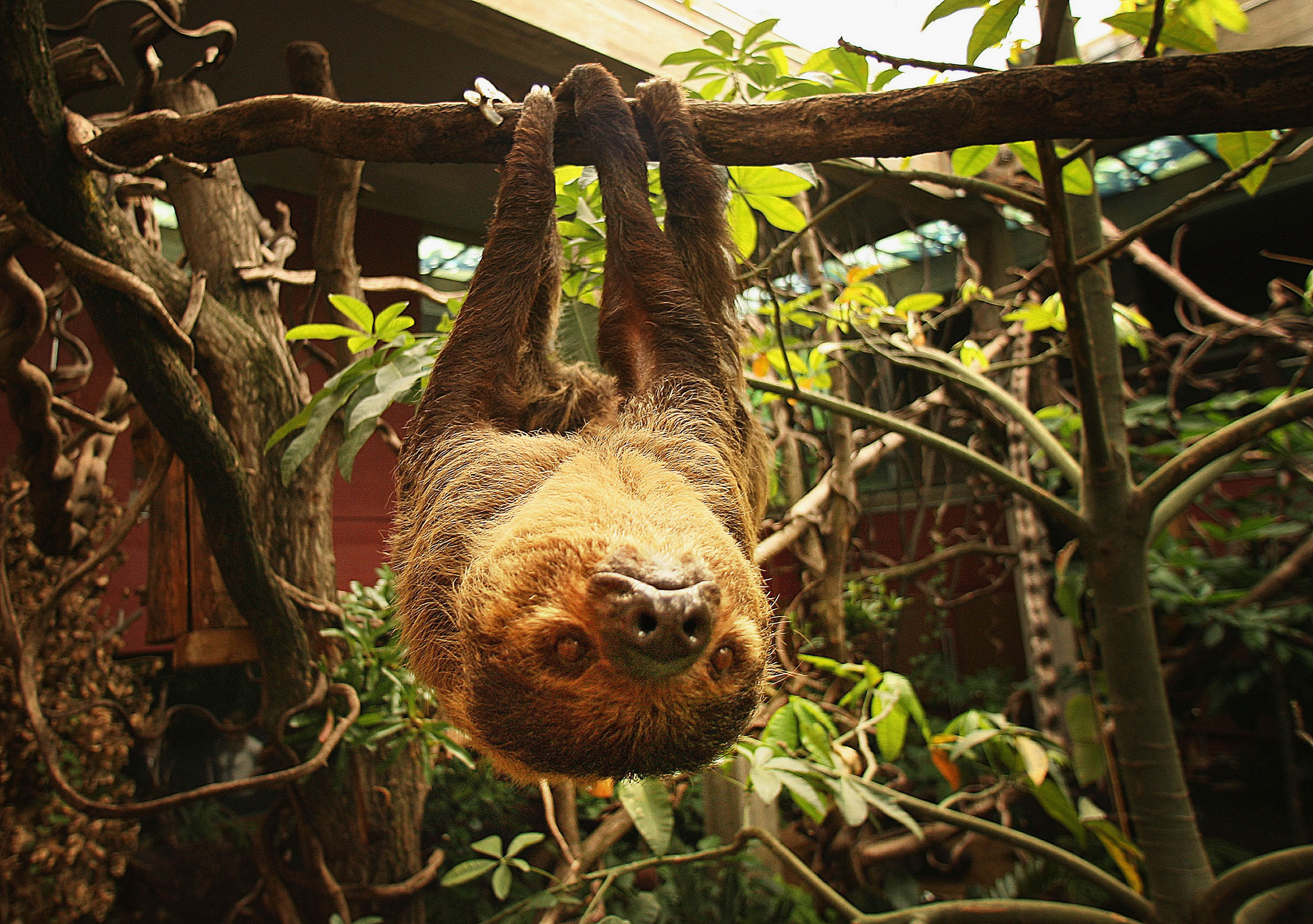 A Two-Toed Sloth (Photo by Peter Macdiarmid/Getty Images)...