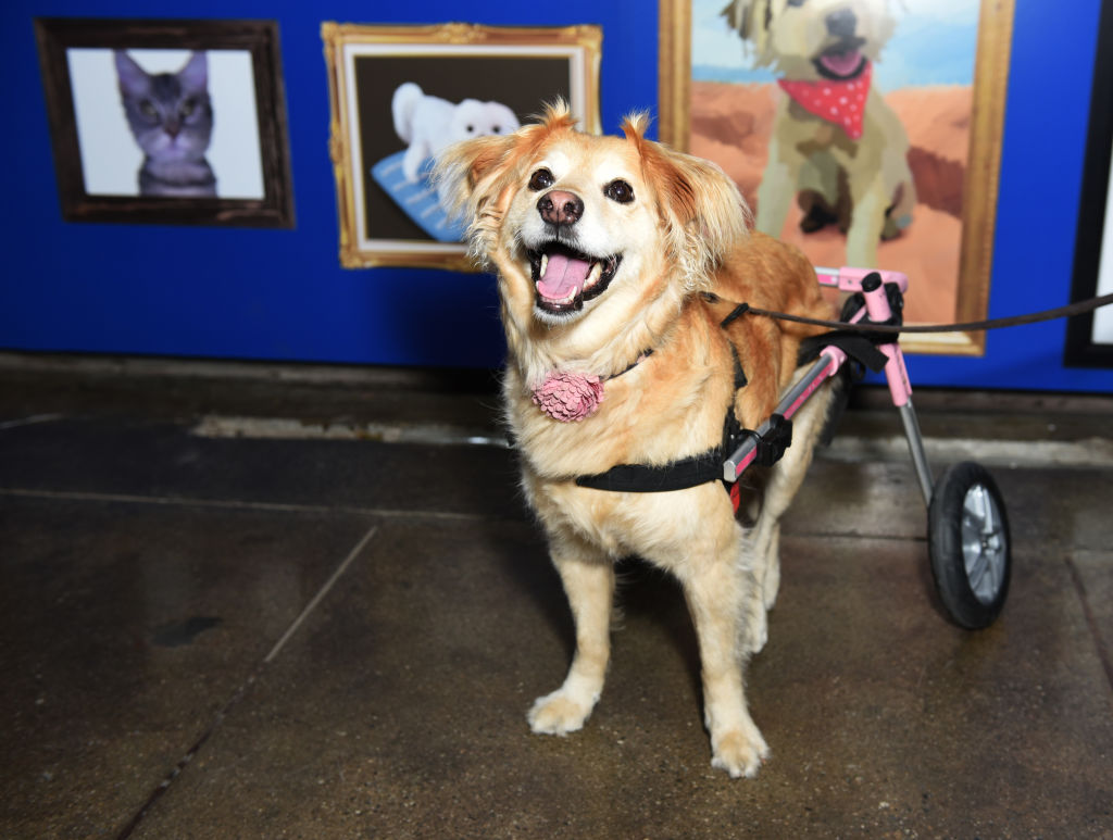 LOS ANGELES, CALIFORNIA - JULY 25: Scooter the Dog (Photo by Presley Ann/Getty Images for Refinery2...