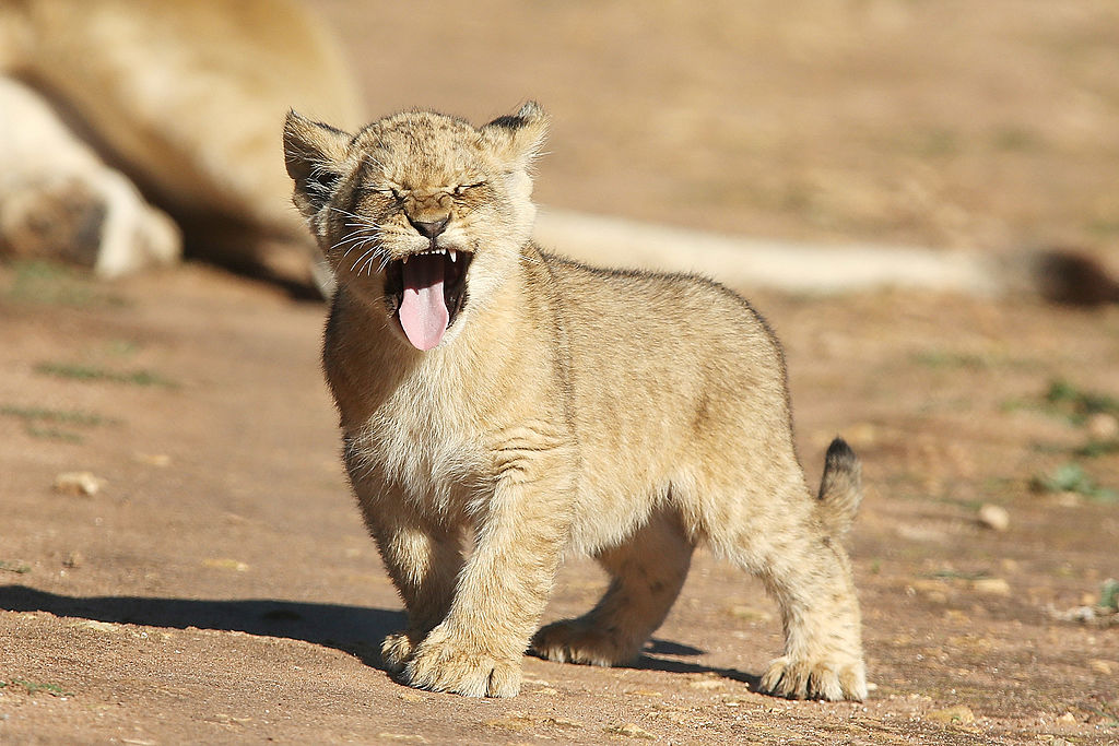 ADELAIDE, AUSTRALIA - JULY 08:  A lion cubs explores its enclosure at Monarto Zoo on July 8, 2013 i...