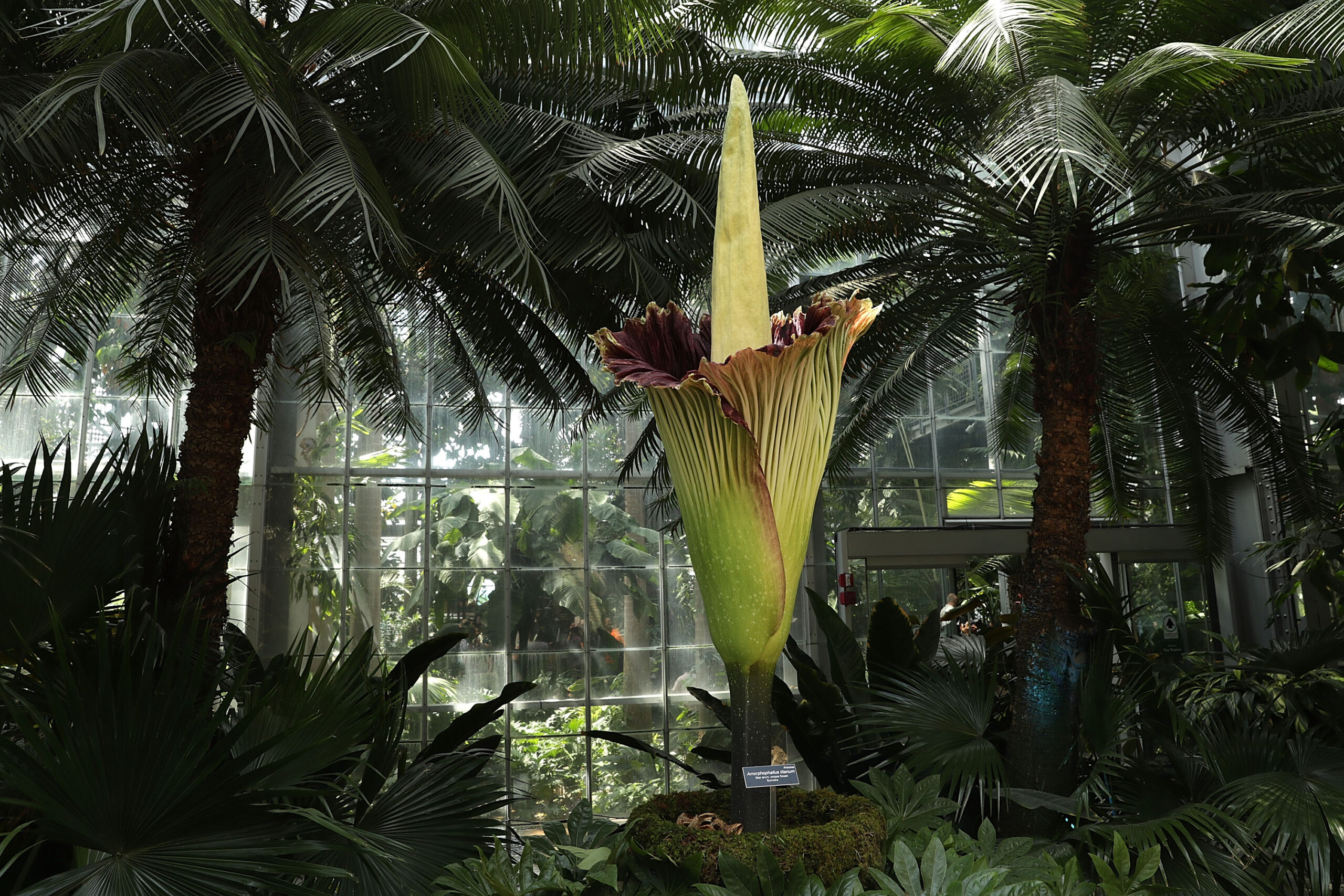 Corpse Flower...