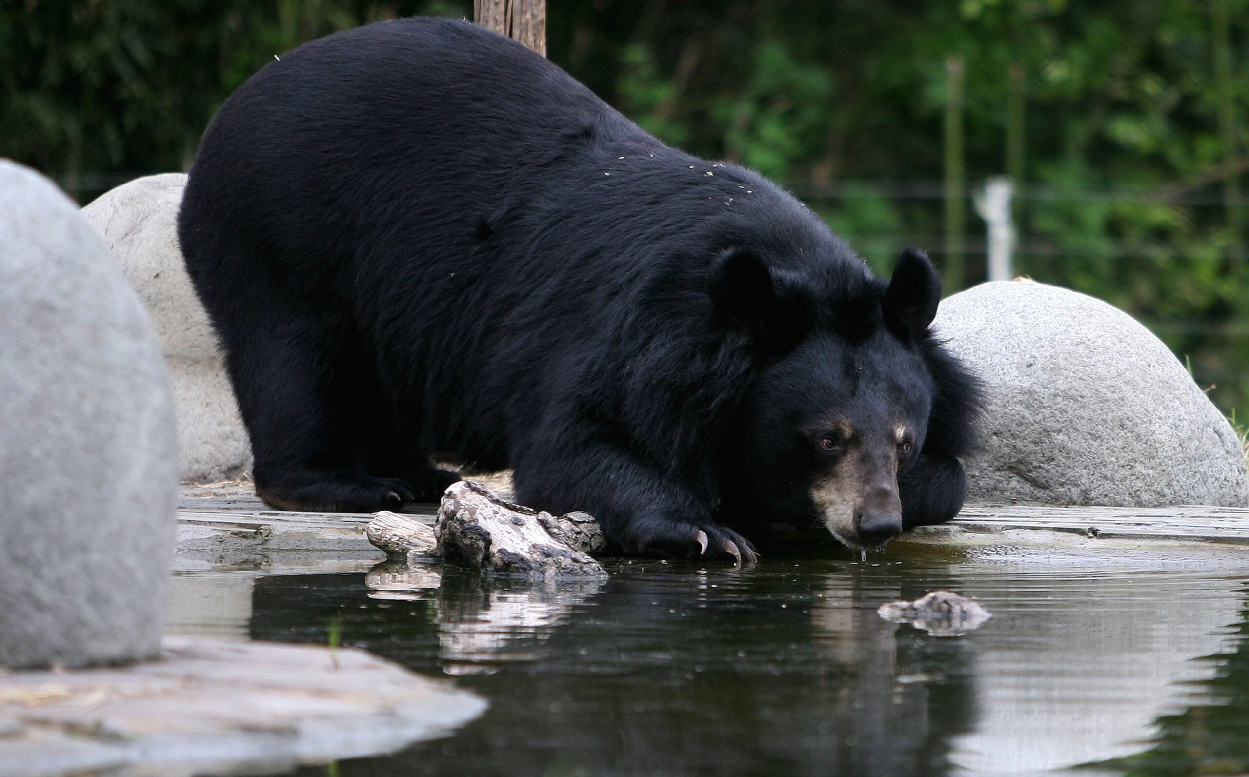 Black Bear...