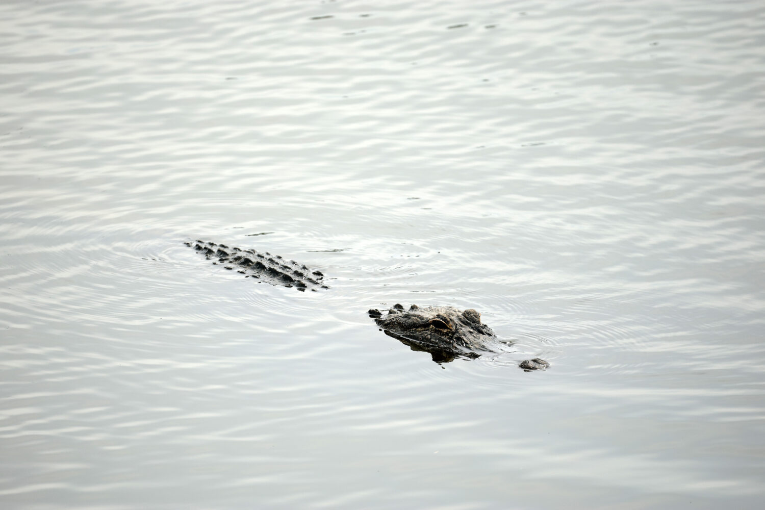 Photo by Chris Graythen/Getty Images...