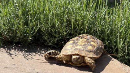Denver Zoo Conservation Alliance...