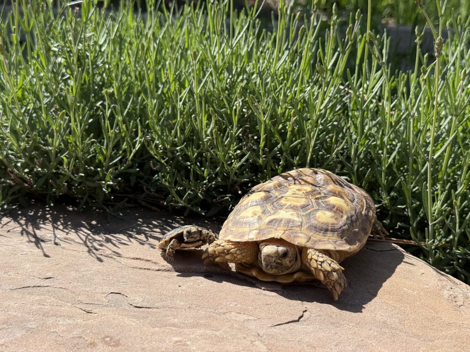 Denver Zoo Conservation Alliance...