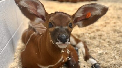 Denver Zoo Conservation Alliance...