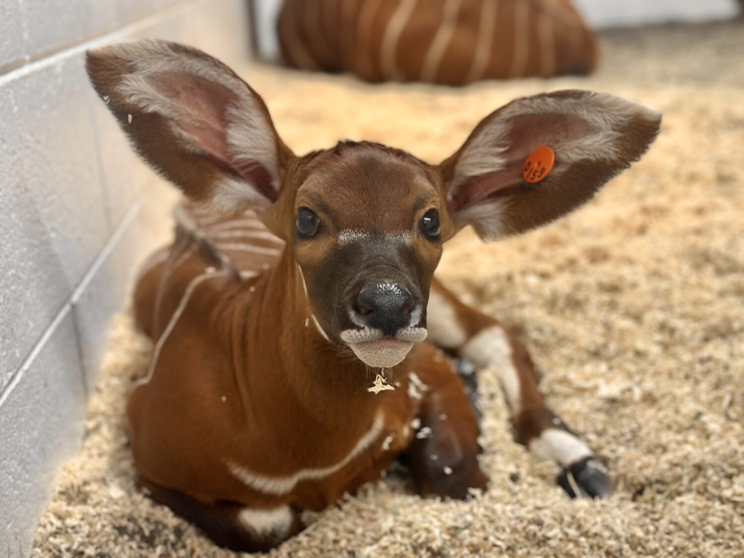 Denver Zoo Conservation Alliance...