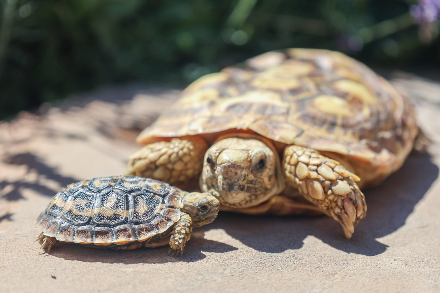 Denver Zoo Conservation Alliance...