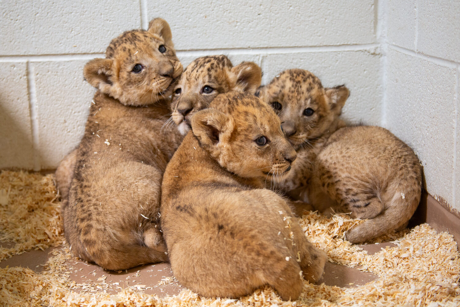 Denver Zoo Conservation Alliance...