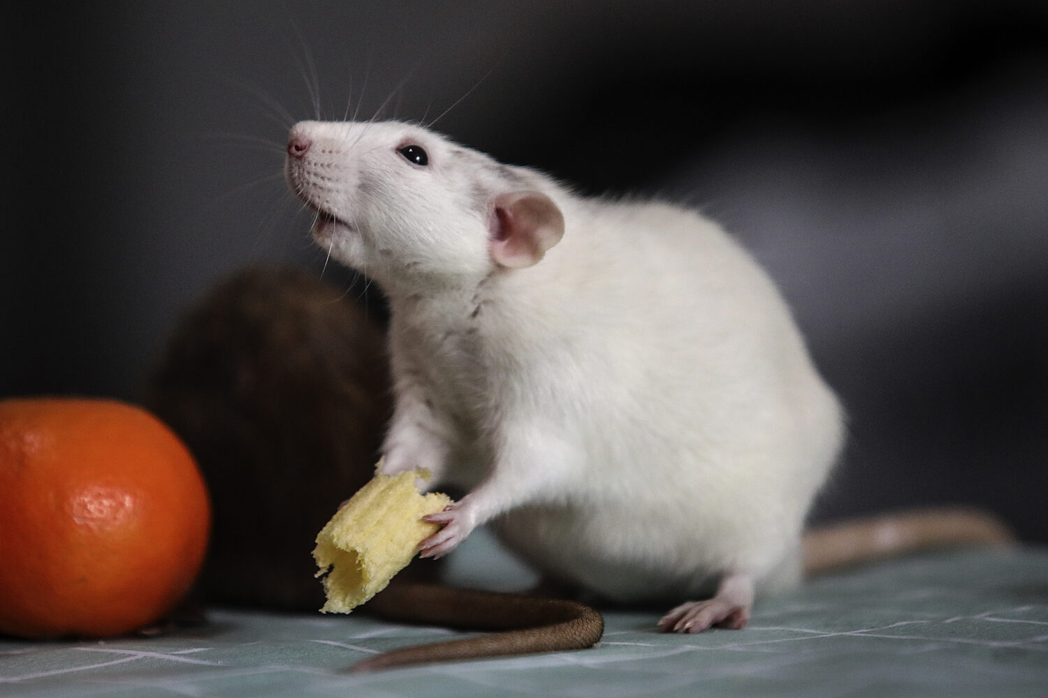 (Photo by Stringer/Getty Images)...