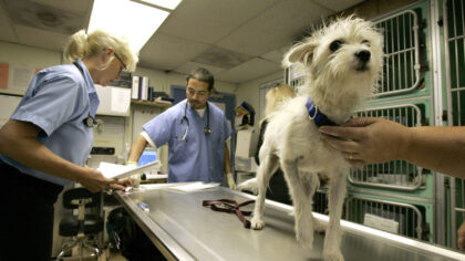 Photo by David Paul Morris/Getty Images...