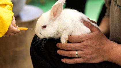 (Photo by Getty Images)...