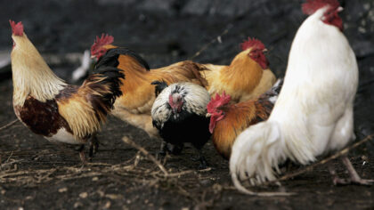 Photo by Bruno Vincent/Getty Images...