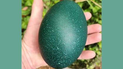 Colorado Gator Farm...