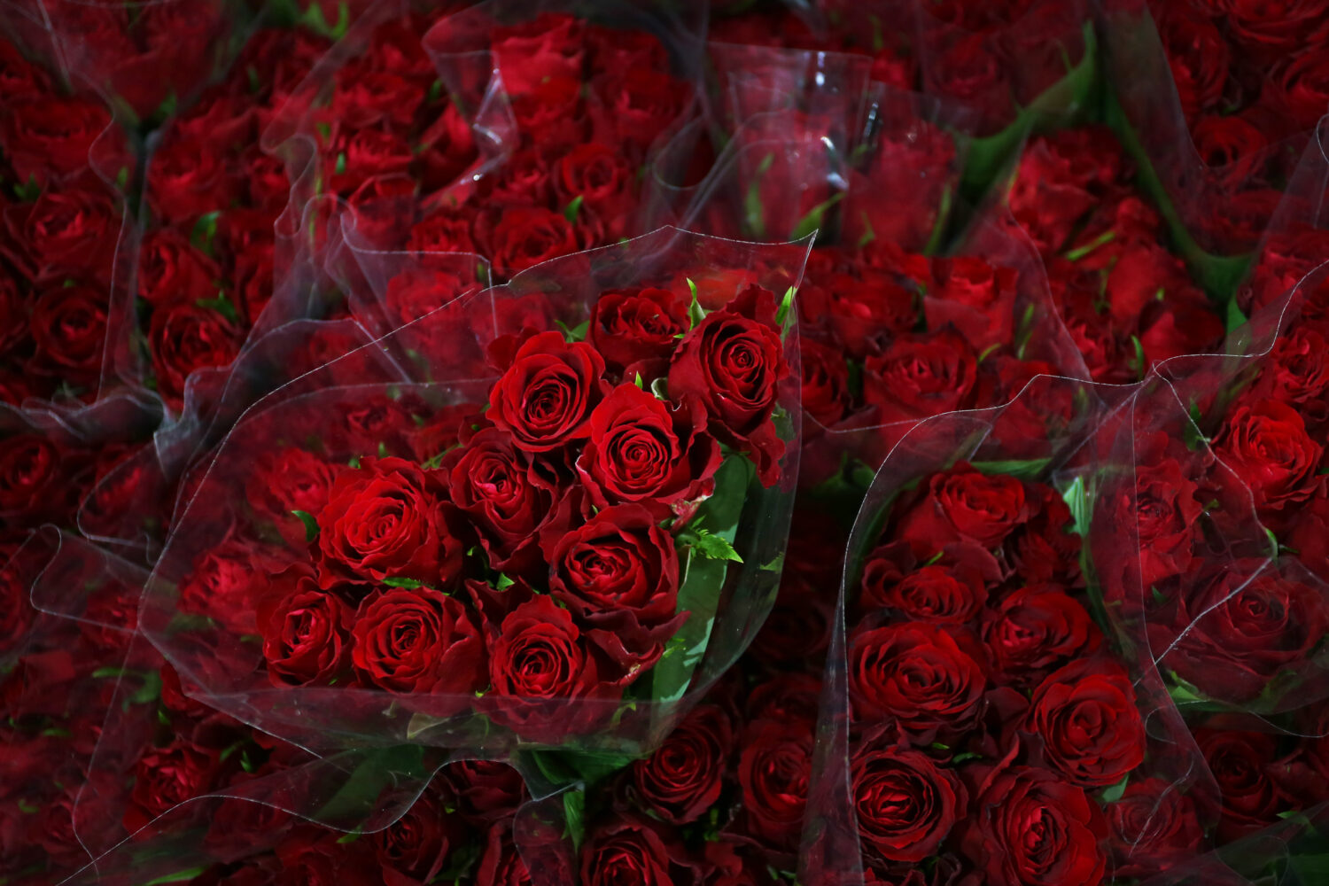 Photo by Lisa Maree Williams/Getty Images...