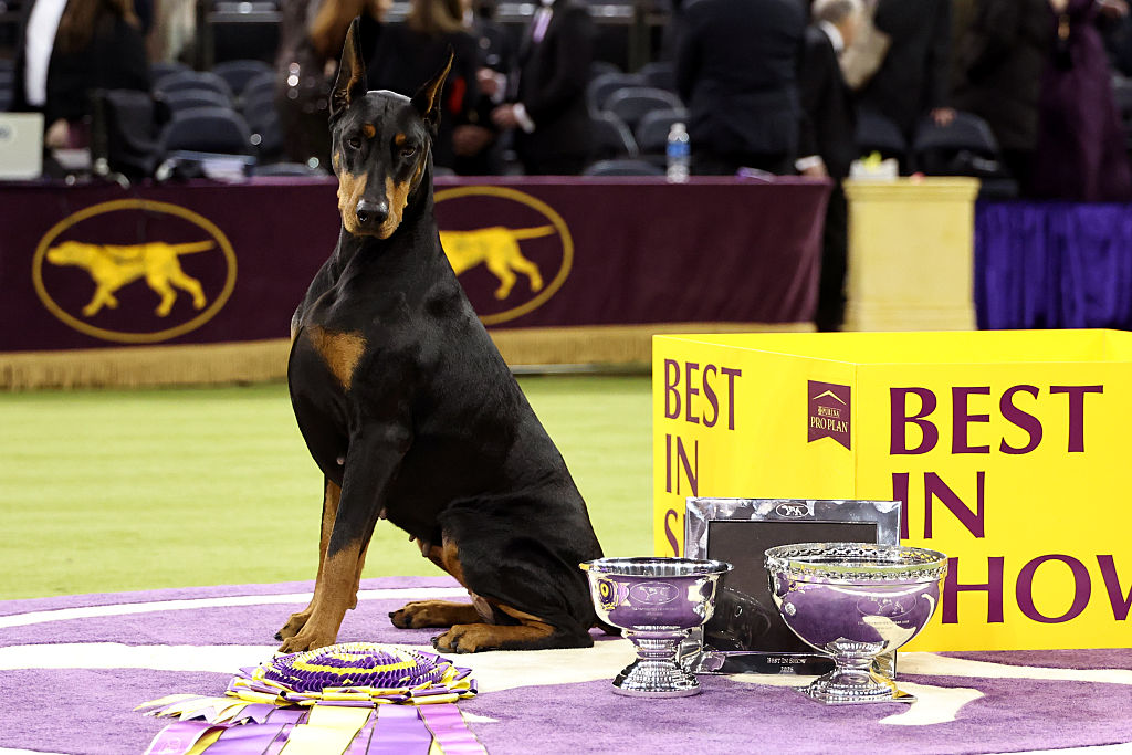 (Photo by Jamie McCarthy/Getty Images for Westminster Kennel Club)...
