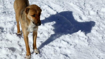 Photo by Doug Pensinger/Getty Images...