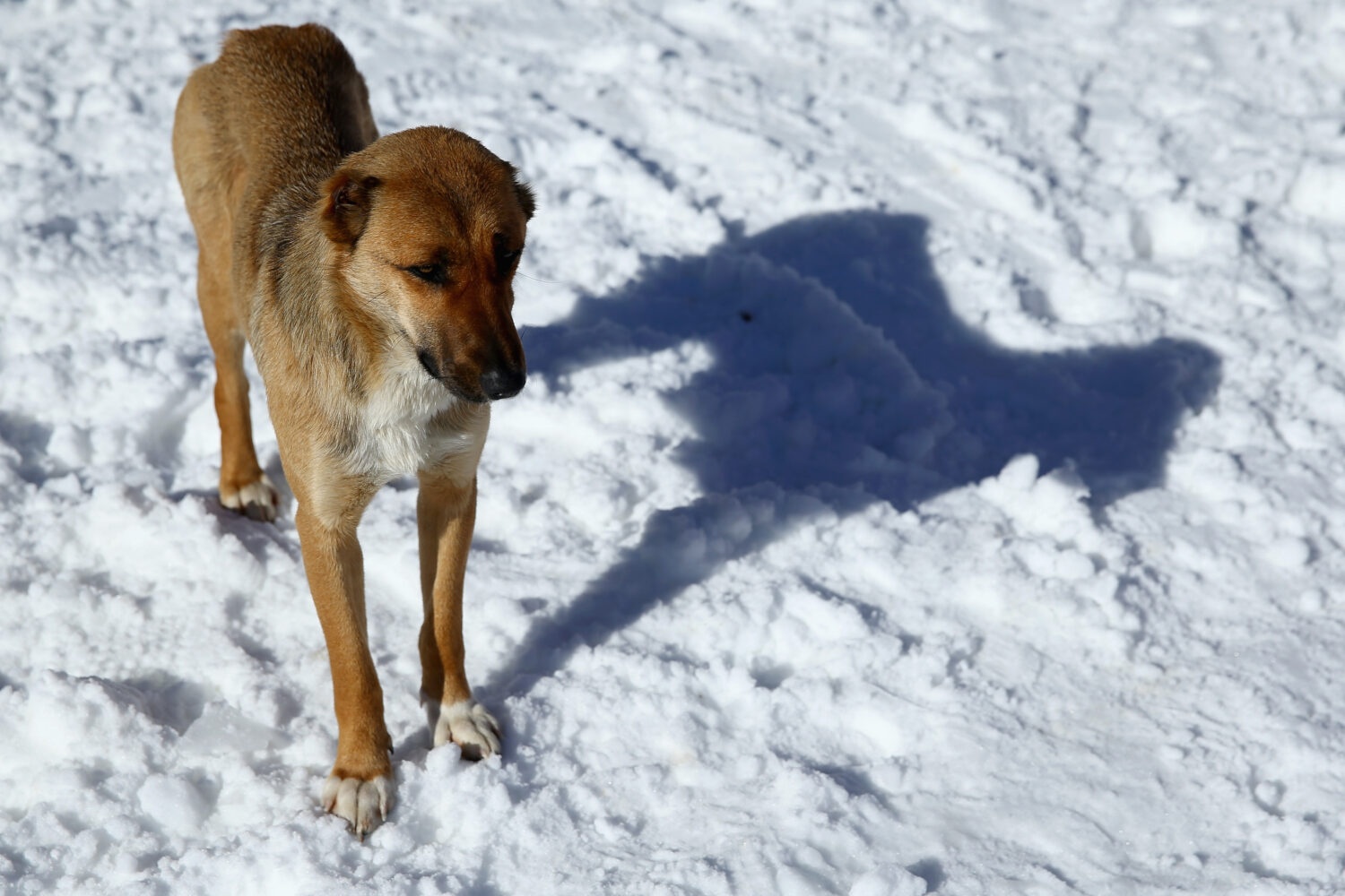 Photo by Doug Pensinger/Getty Images...
