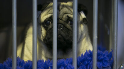 Photo by Matt Cardy/Getty Images...