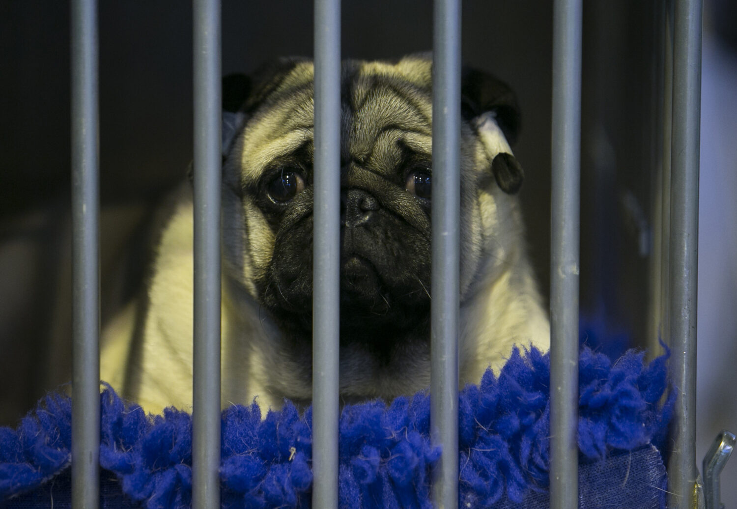 Photo by Matt Cardy/Getty Images...