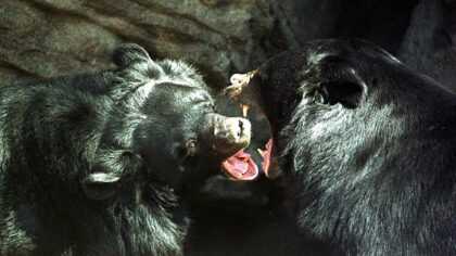 (Photo by Michael Smith/Newsmakers)...