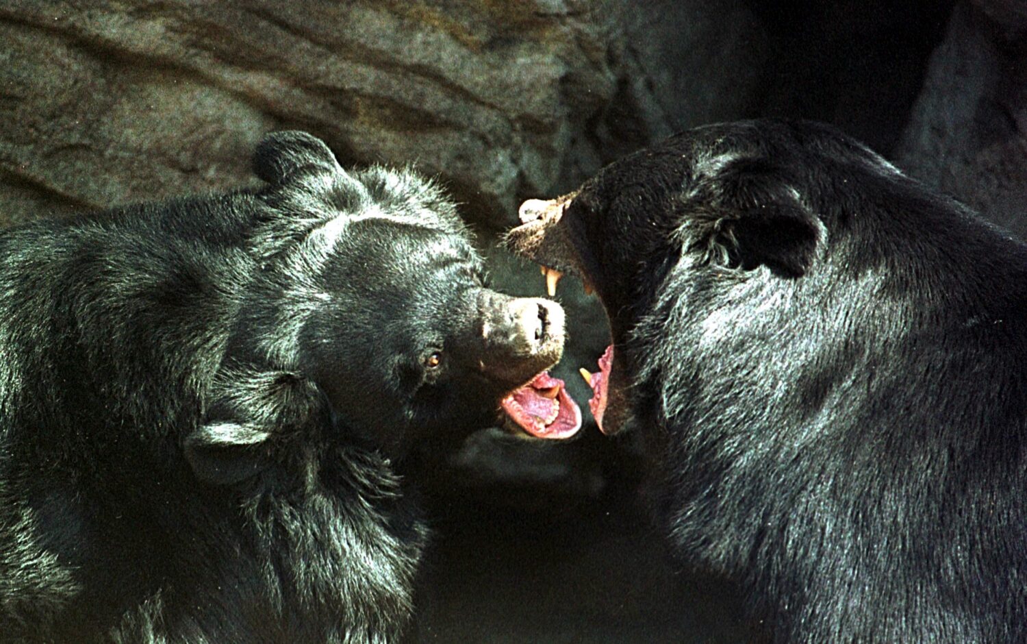 (Photo by Michael Smith/Newsmakers)...