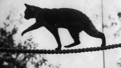 Photo by Imagno/Getty Images...