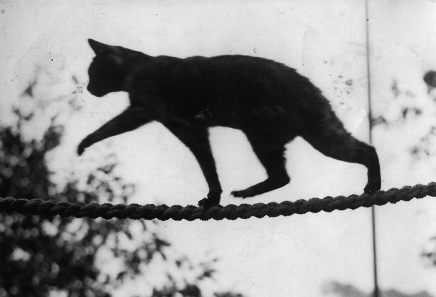 Photo by Imagno/Getty Images...