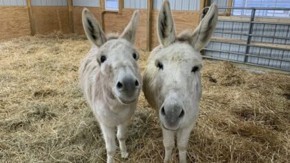 Little Longears Miniature Donkey Rescue...