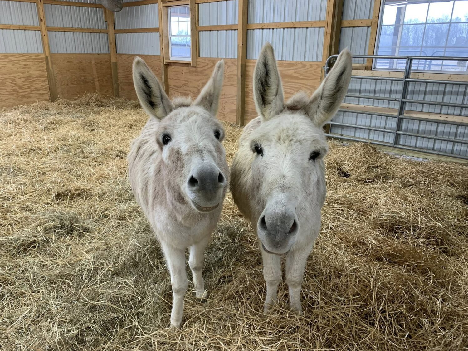 Little Longears Miniature Donkey Rescue...