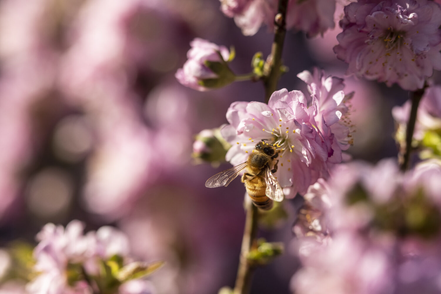 SYDNEY, AUSTRALIA - SEPTEMBER 01: Spring flowers in bloom at the Royal Botanical Gardens on Septemb...