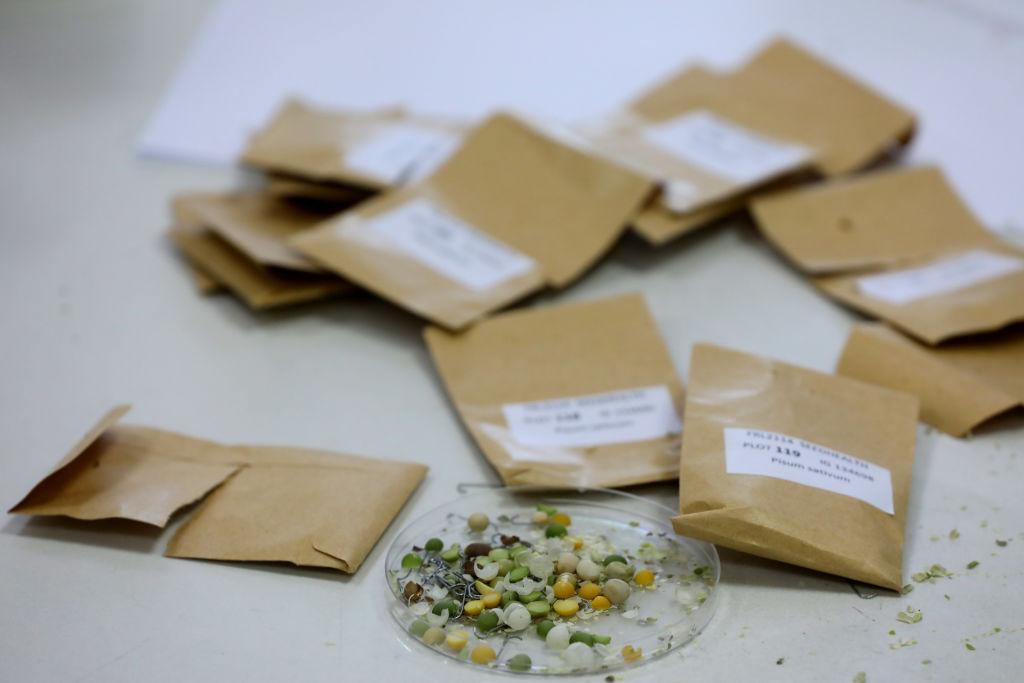 BEKAA, LEBANON - MAY 10:  In the premises of ICARDA International Gene Bank for the Dry Lands in Te...