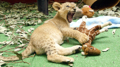 (Photo by Justin Sullivan/Getty Images)...