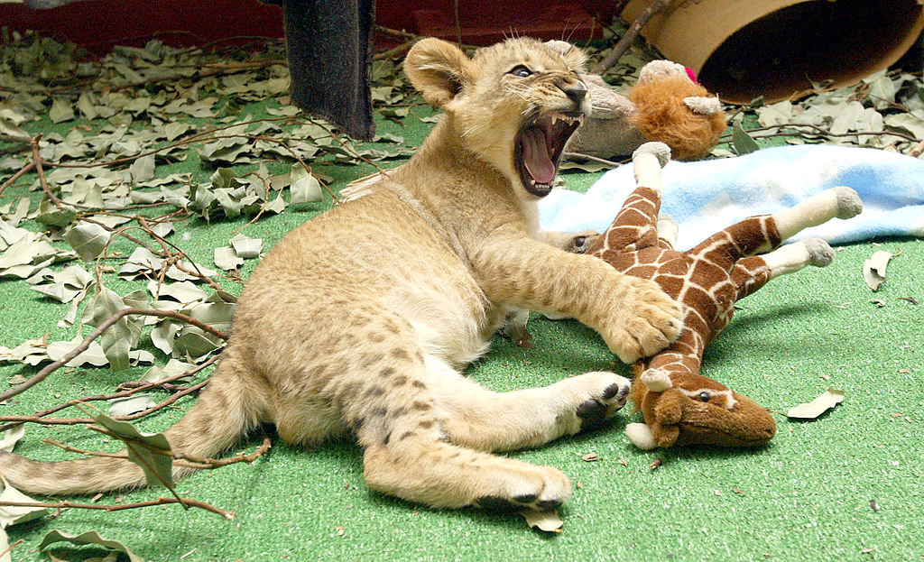 (Photo by Justin Sullivan/Getty Images)...