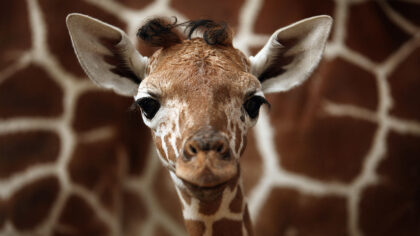 (Photo by David Silverman/Getty Images)...