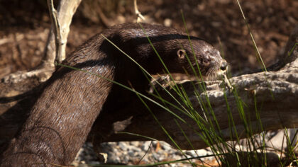 Photo by Allison Shelley/Getty Images...
