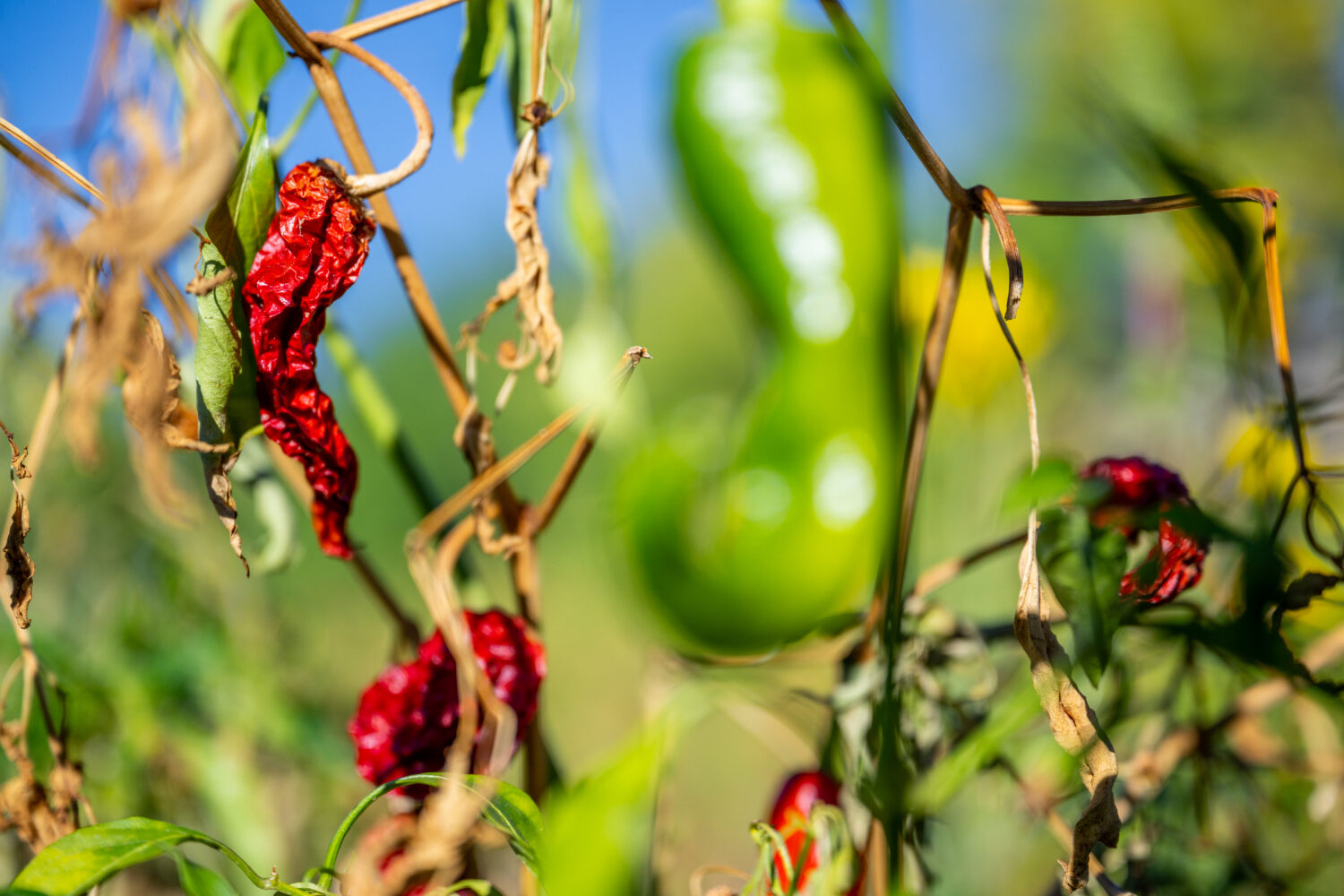 CHIMAYO, NEW MEXICO - SEPTEMBER 29: Under-developed red chilis are seen in Ruben Coriz's field on S...