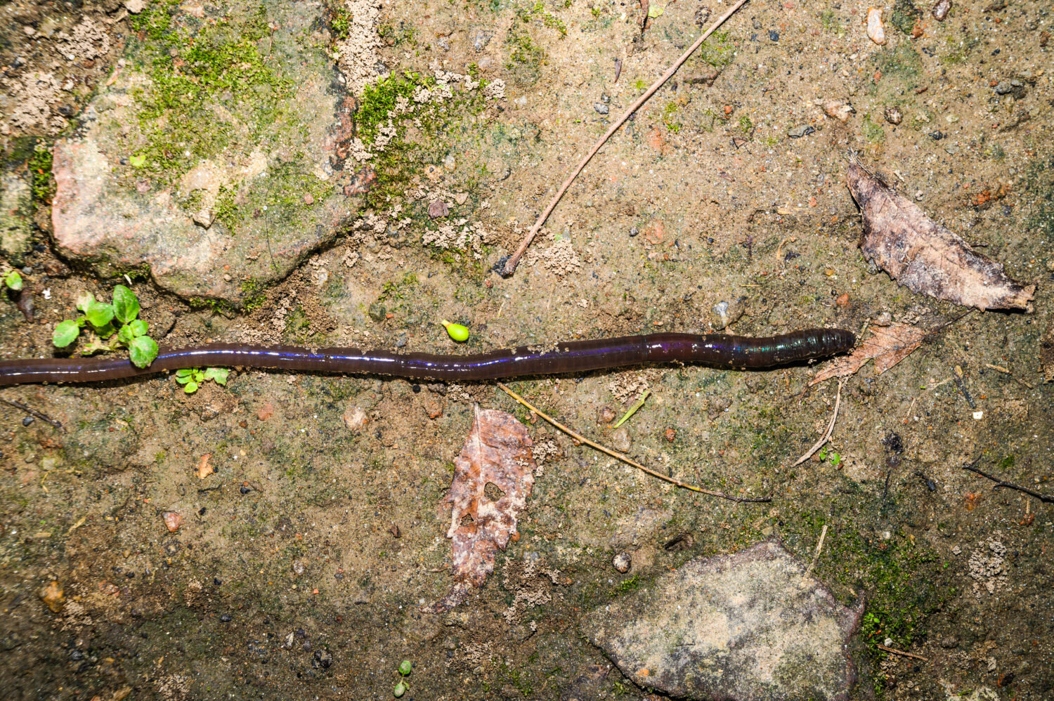 (Photo by Soumyabrata Roy/NurPhoto via Getty Images)...