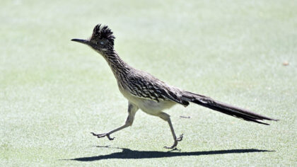 Photo by David Becker/Getty Images...