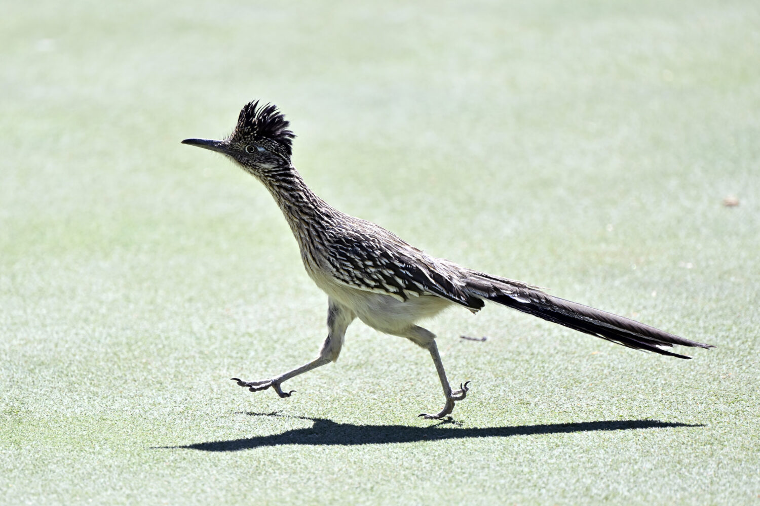Photo by David Becker/Getty Images...