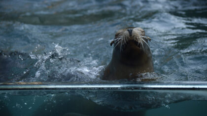 (Photo by Fernanda Calfat/Getty Images)...