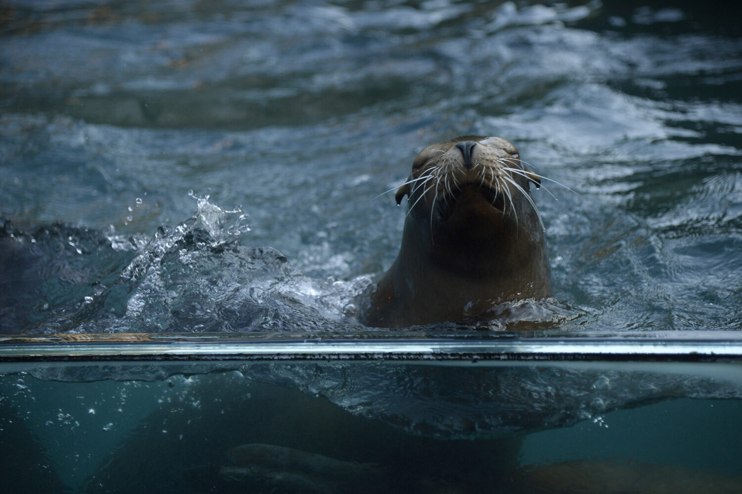 (Photo by Fernanda Calfat/Getty Images)...