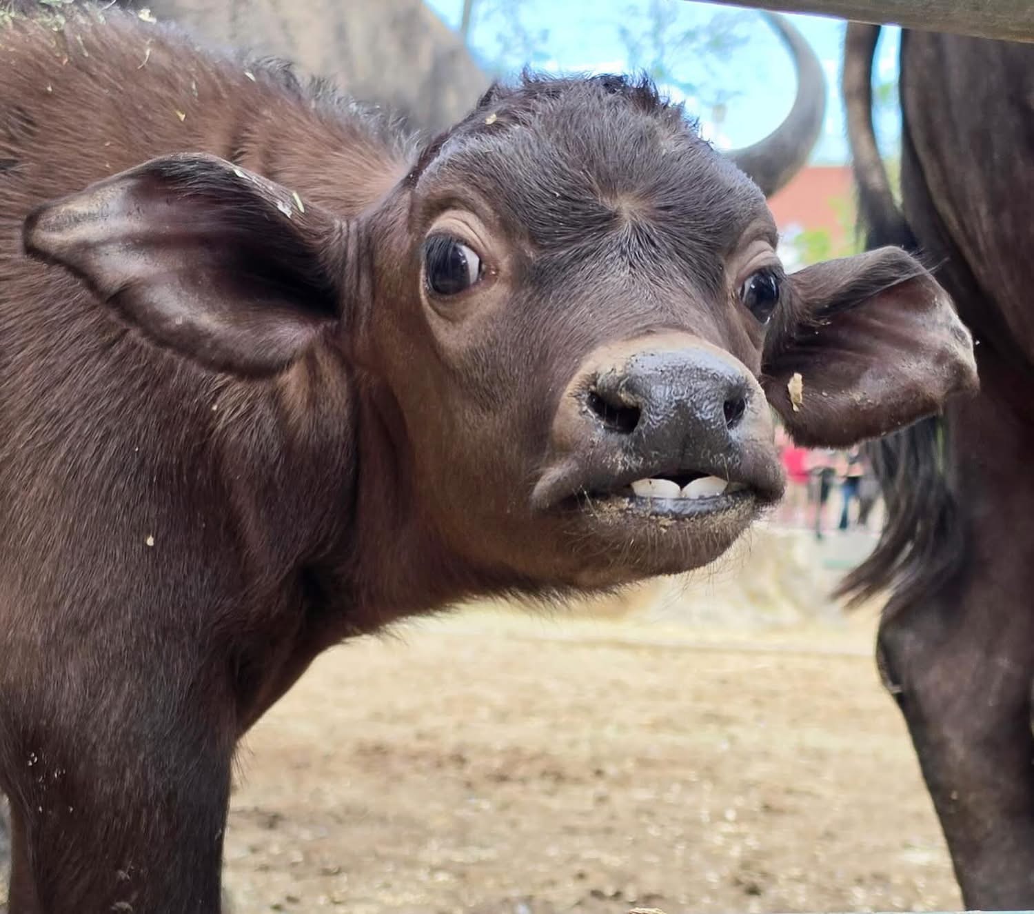 Denver Zoo Conservation Alliance...