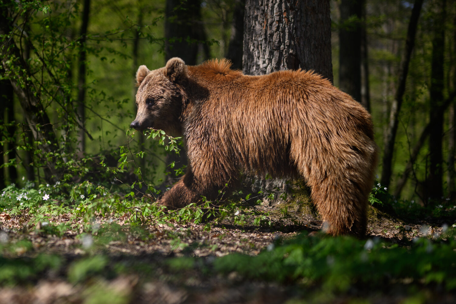 Brown bear...