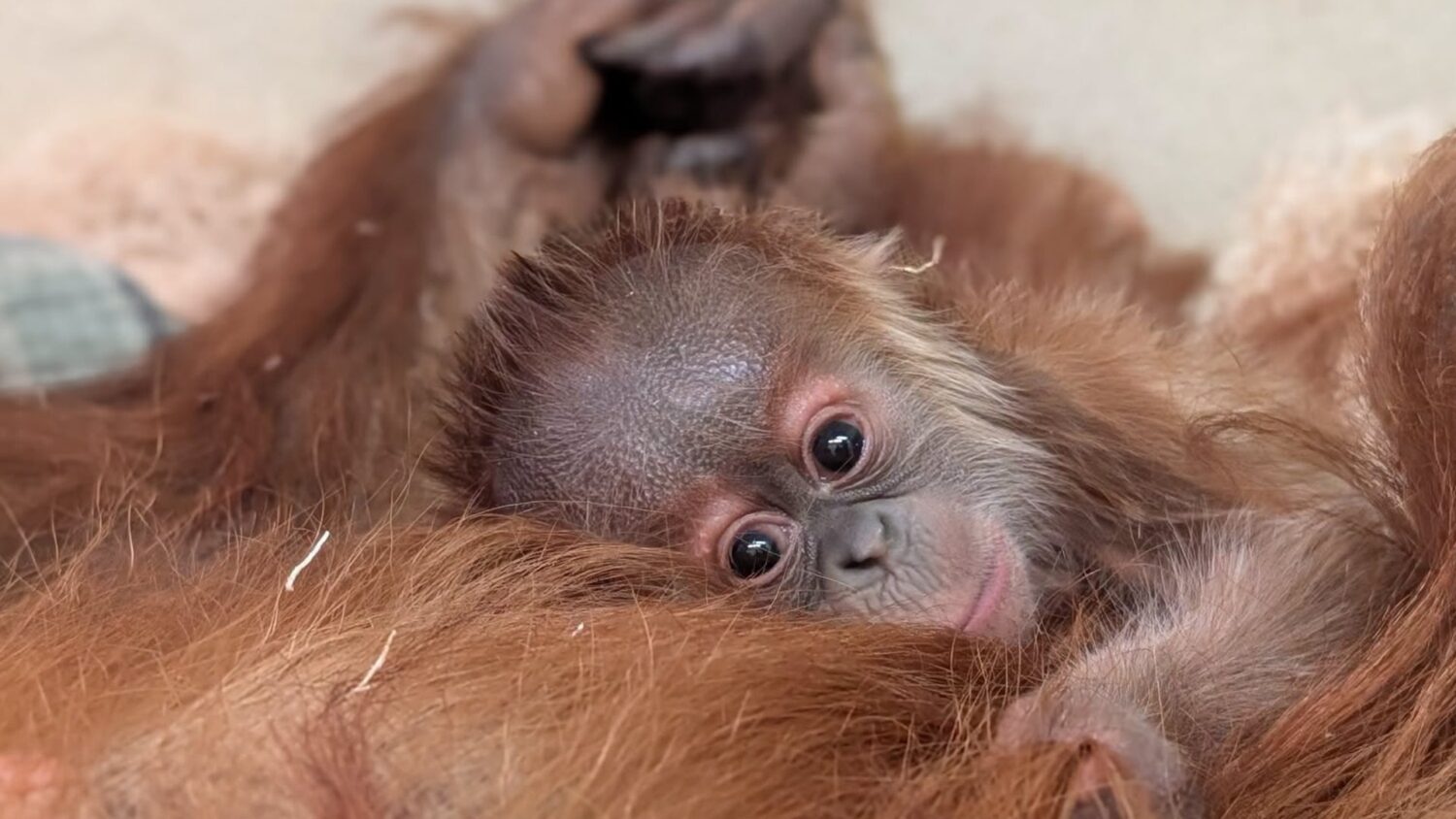 Denver Zoo  Conservation Alliance﻿...