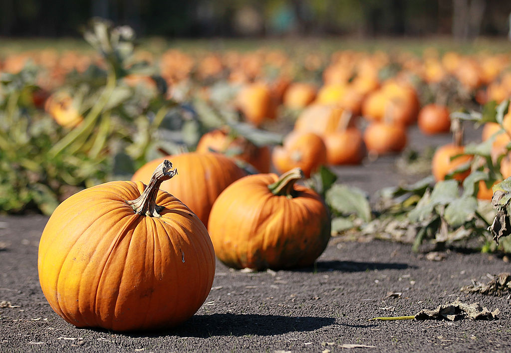 PETALUMA, CA - OCTOBER 28:  Pumpkins are seen at Petaluma Pumpkin Patch on October 28, 2011 in Peta...