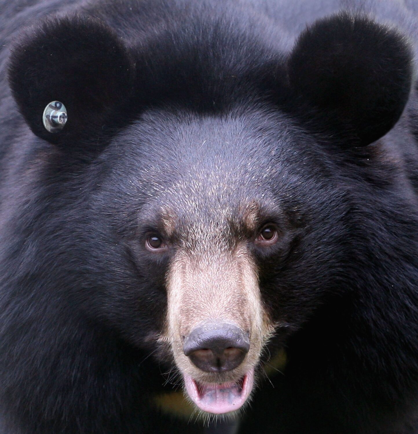 (Photo by China Photos/Getty Images)...