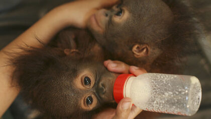 CISARUA, INDONESIA - FEBRUARY 26:   Paramedic and animal keeper Sri Wahyuningsih feeds 5-month-old ...