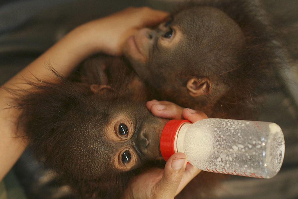 CISARUA, INDONESIA - FEBRUARY 26:   Paramedic and animal keeper Sri Wahyuningsih feeds 5-month-old ...