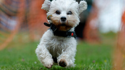 SELKIRK, SCOTLAND - JUNE 06: Dandie Dinmont dogs and their owners gather at the Haining to mark wor...