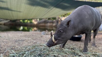 Denver Zoo Conservation Alliance...
